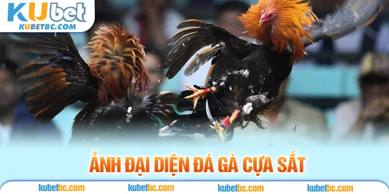 ảnh đại diện đá gà cựa sắt