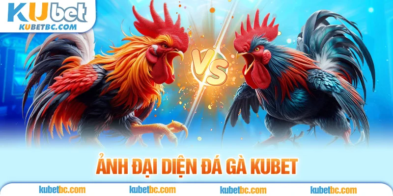 ảnh đại diện đá gà kubet