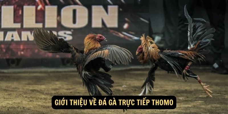 Tìm hiểu hình thức giải trí độc đáo tại KUBET đá gà Thomo